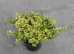 Ilex crenata Golden Gem