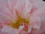 Kir Royal �