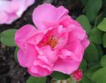 Rosa gallica Officinalis - Apothekerrose