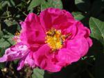 Rosa gallica Officinalis