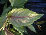Alnus spaethii