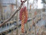 Alnus spaethii