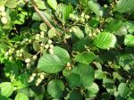 Alnus viridis - Gr�nerle oder Straucherle