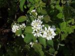 Amelanchier alnifolia