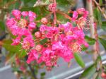 Lagerstroemia indica World�s Fair - Kreppmyrthe, Lagerstroemie World�s Fair