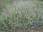 .Lavandula angustifolia