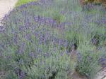 .Lavandula angustifolia Hidcote