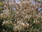 Amelanchier lamarckii hochstamm