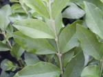 Ligustrum obtusifolium regelianum