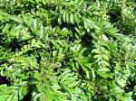 Ligustrum obtusifolium regelianum