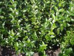 Ligustrum ovalifolium