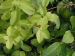 Lonicera acuminata