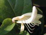 Lonicera acuminata