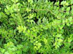 Lonicera pileata