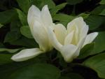 Magnolia Yellow River - Yulan- Magnolie Yellow River