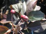 Malus Hybride Coccinella - Zierapfel Coccinella