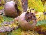 Mespilus germanica