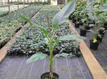 Darjeeling-Banane - Musa sikkimensis