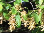 Carpinus betulus