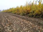 Carpinus betulus