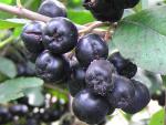 Aronia melanocarpa Nero