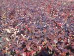 Aronia melanocarpa Nero