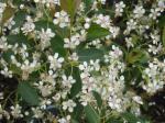 Aronia melanocarpa Hugin