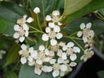 Aronia melanocarpa Morton - Schwarze Kulturapfelbeere Morton