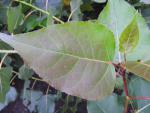 Populus nigra