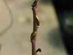 Asimina triloba