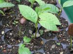 Asimina triloba