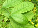 Asimina triloba