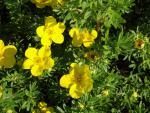 Potentilla fruticosa Goldfinger