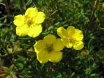 Potentilla fruticosa Goldfinger