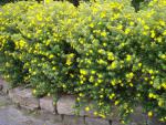 Potentilla fruticosa Goldfinger