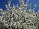 Prunus avium