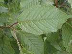 Prunus avium
