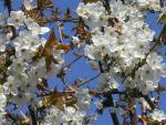 Prunus avium