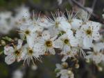 Prunus cerasifera