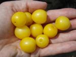 Prunus cerasifera