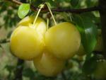 Prunus cerasifera