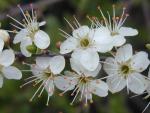 Prunus cerasifera