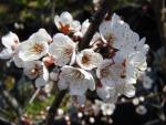 Prunus cerasifera Hollywood - Großfrüchtige Blutpflaume