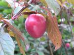 Prunus cerasifera Hollywood