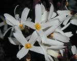 Abeliophyllum distichum