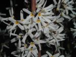 Abeliophyllum distichum