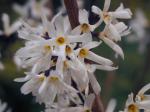 Abeliophyllum distichum