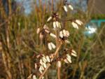 Abeliophyllum distichum