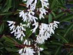 Abeliophyllum distichum