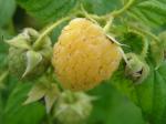 Himbeere